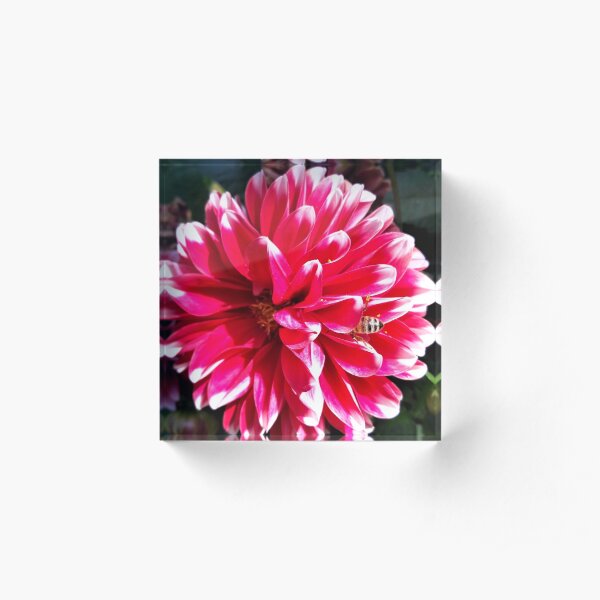 Acrylic Block