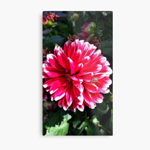 Metal Print