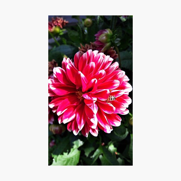 Photographic Print