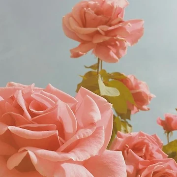 Artwork thumbnail, Coral Roses by starrily