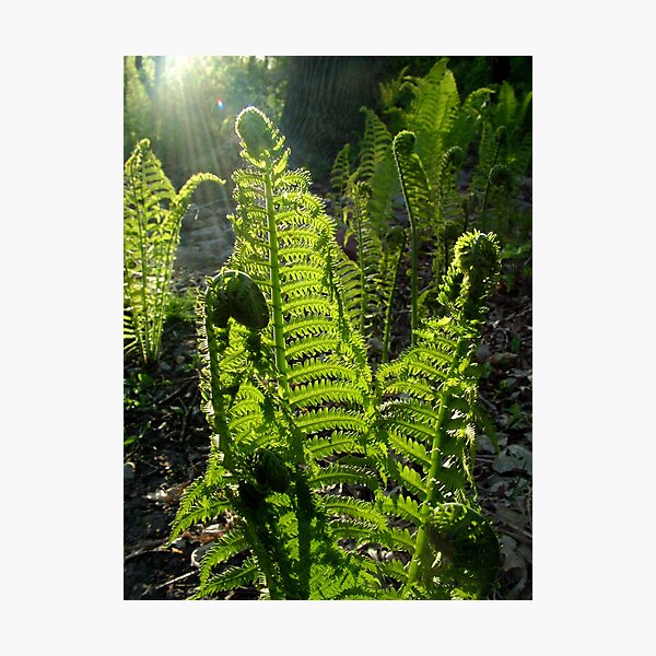 Item preview, Ferns Backlit by Evening Sun designed and sold by kkmarais.
