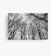 Branching Canvas Print