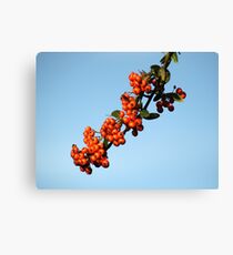 Pyracantha Berries Canvas Print
