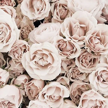 Artwork thumbnail, Pretty Roses by starrily