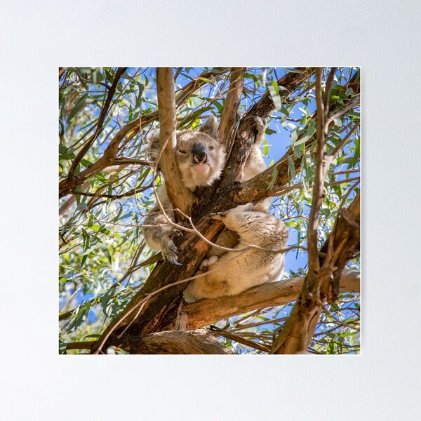 Item preview, Pooping Koala! designed and sold by Aiin Ojani.