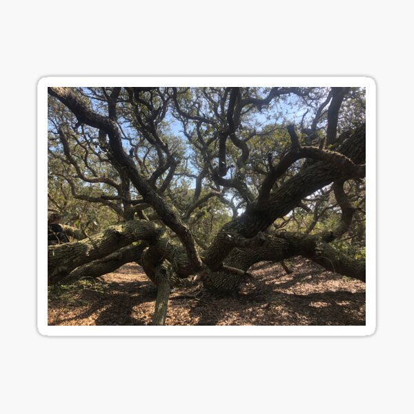 Item preview, Oldest Tree on the Island, Ocracoke North Carolina designed and sold by rachelhaak.