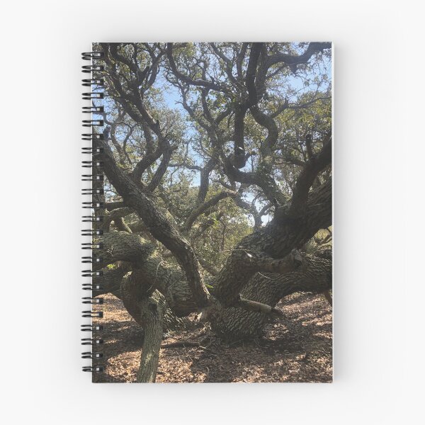 Item preview, Oldest Tree on the Island, Ocracoke North Carolina designed and sold by rachelhaak.