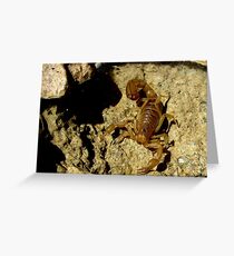 Stripe-tailed Scorpion Greeting Card