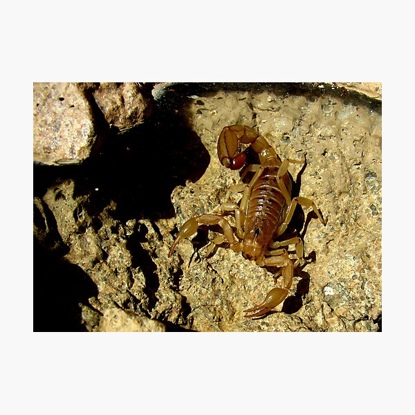 Stripe-tailed Scorpion Photographic Print