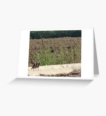 Burrowing Owls "The Three Amigos" Greeting Card