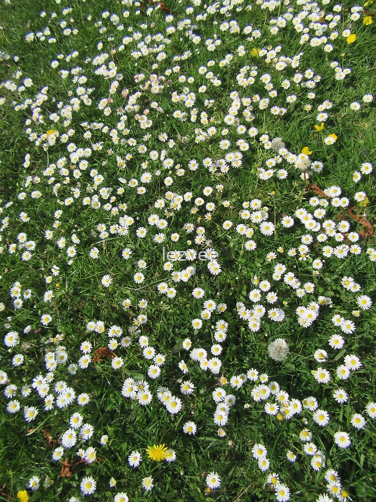 "Loads And Loads Of Daisies (Bellis perennis)" Poster for Sale by lezvee Redbubble