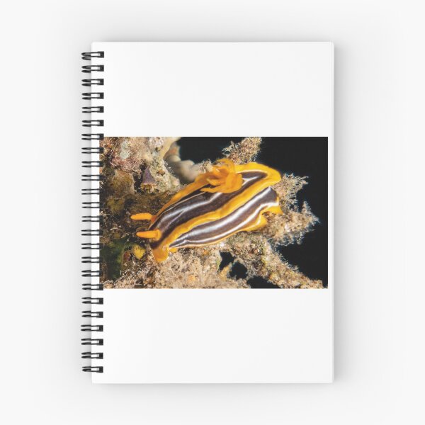Item preview, Sea slug in the Red Sea, Eilat Israel designed and sold by yeshayad.