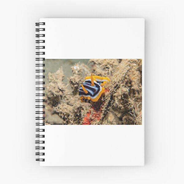 Item preview, Sea slug in the Red Sea, Eilat Israel designed and sold by yeshayad.