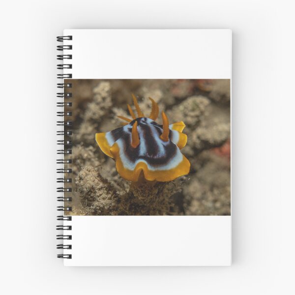 Item preview, Sea slug in the Red Sea, Eilat Israel designed and sold by yeshayad.