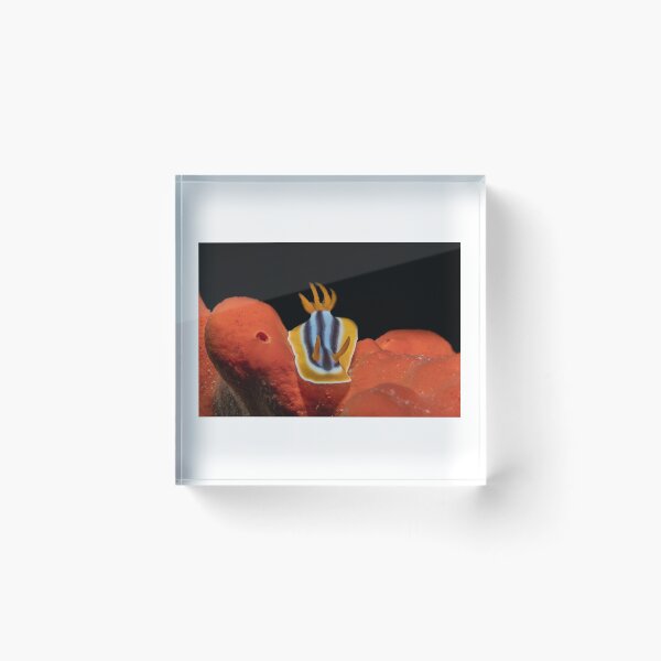 Item preview, Sea slug in the Red Sea Colorful and beautiful, Eilat Israel designed and sold by yeshayad.