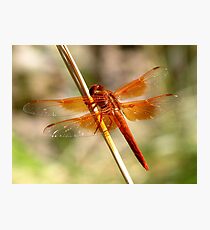 Dragonfly ~ Flame Skimmer (Male) Fotodruck