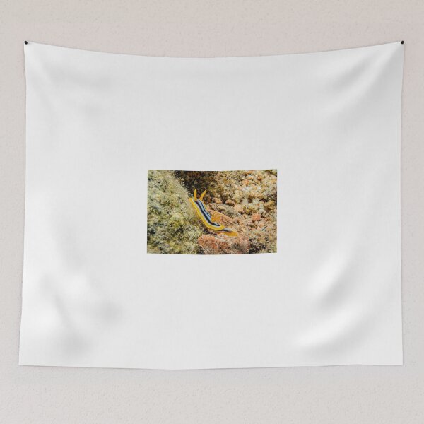 Item preview, Sea slug in the Red Sea Colorful and beautiful, Eilat Israel designed and sold by yeshayad.