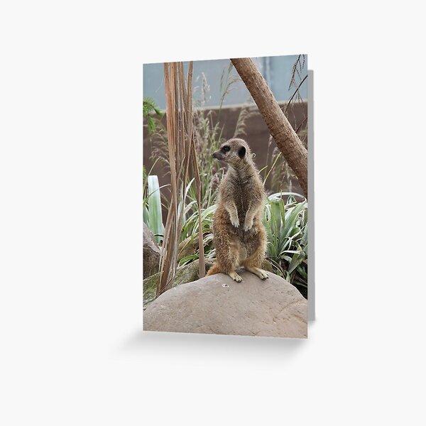 The lookout Greeting Card