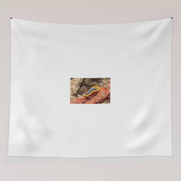 Item preview, Sea slug in the Red Sea Colorful and beautiful, Eilat Israel designed and sold by yeshayad.