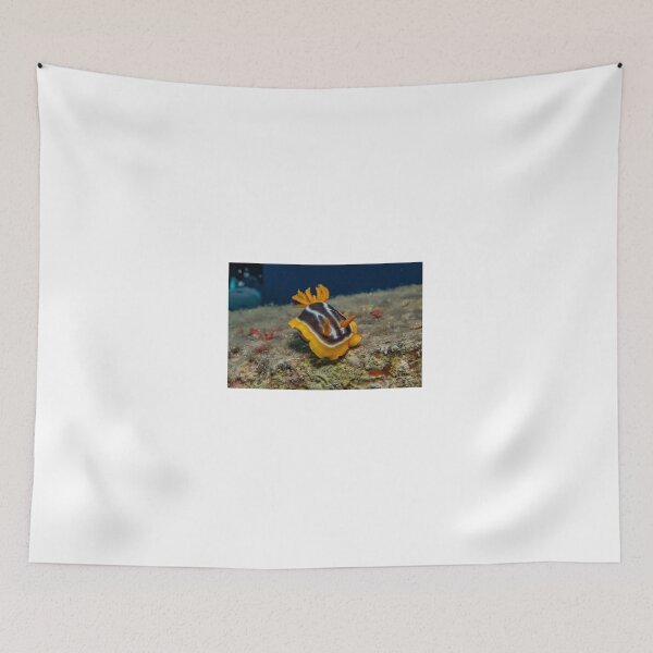 Item preview, Sea slug in the Red Sea Colorful and beautiful, Eilat Israel designed and sold by yeshayad.