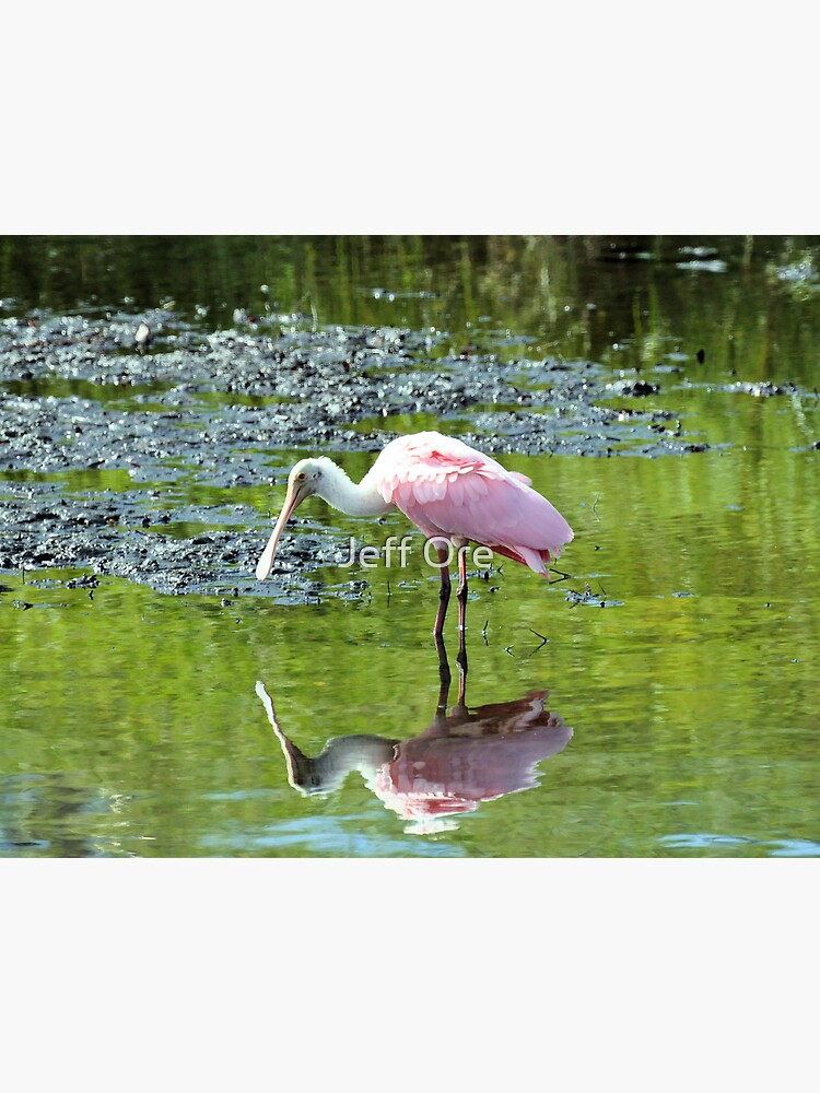 Roseate Spoonbill 2 Canvas Print By Oreproductions Redbubble   Flat,750x,075,f Pad,750x1000,f8f8f8.u6 