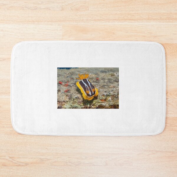 Item preview, Sea slug in the Red Sea Colorful and beautiful, Eilat Israel designed and sold by yeshayad.