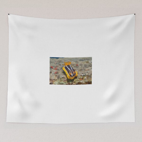 Item preview, Sea slug in the Red Sea Colorful and beautiful, Eilat Israel designed and sold by yeshayad.