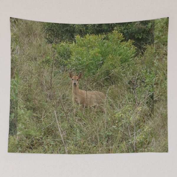 Artikelvorschau, Natur, Tier, Afrika, Südafrika, Hluhluwe Umfolozi NP, Antilope, Fotografie, BebiCervin entworfen und verkauft von BebiCervin.