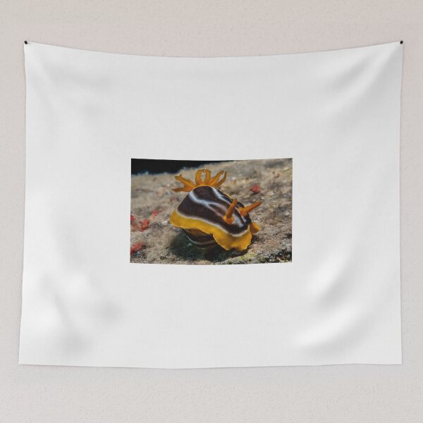 Item preview, Sea slug in the Red Sea Colorful and beautiful, Eilat Israel designed and sold by yeshayad.