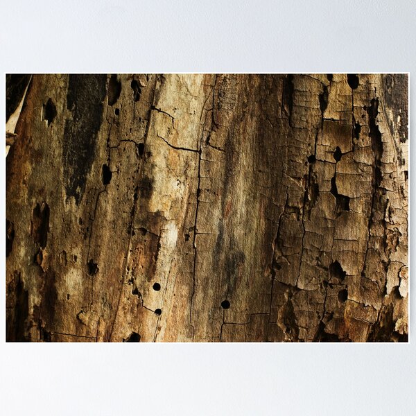 Item preview, Acer macrophyllum designed and sold by Tim Friesen.