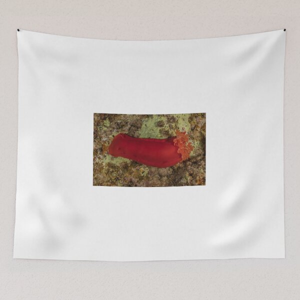 Item preview, Sea slug in the Red Sea Colorful and beautiful, Eilat Israel designed and sold by yeshayad.