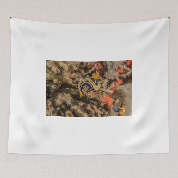 Item preview, Sea slug in the Red Sea Colorful and beautiful, Eilat Israel designed and sold by yeshayad.