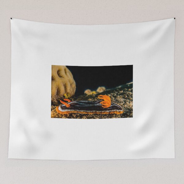 Item preview, Sea slug in the Red Sea Colorful and beautiful, Eilat Israel designed and sold by yeshayad.