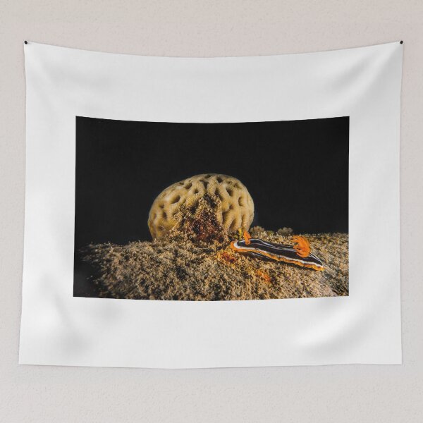 Item preview, Sea slug in the Red Sea Colorful and beautiful, Eilat Israel designed and sold by yeshayad.