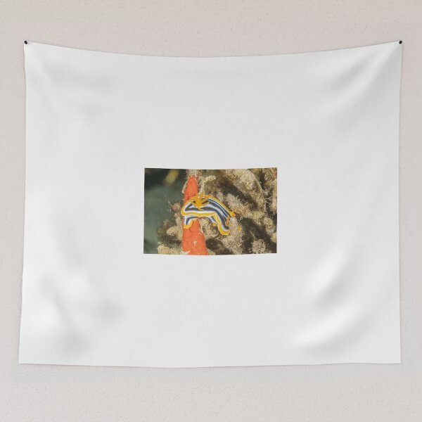 Item preview, Sea slug in the Red Sea Colorful and beautiful, Eilat Israel designed and sold by yeshayad.