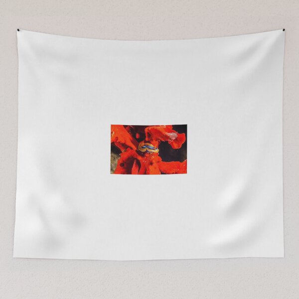 Item preview, Sea slug in the Red Sea Colorful and beautiful, Eilat Israel designed and sold by yeshayad.