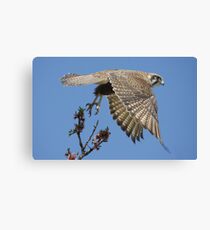 Falcon Liftoff Canvas Print