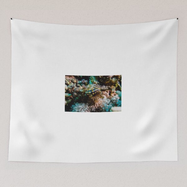Item preview, Sea slug in the Red Sea Colorful and beautiful, Eilat Israel designed and sold by yeshayad.