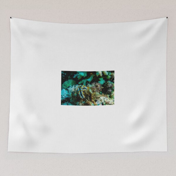 Item preview, Sea slug in the Red Sea Colorful and beautiful, Eilat Israel designed and sold by yeshayad.