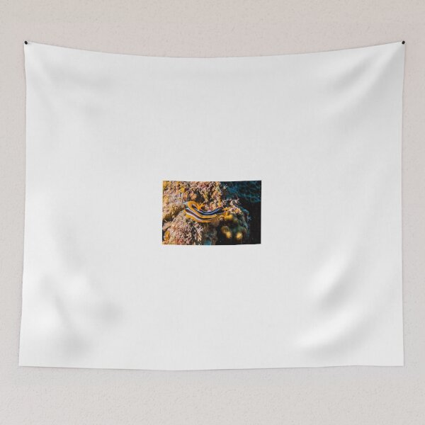 Item preview, Sea slug in the Red Sea Colorful and beautiful, Eilat Israel designed and sold by yeshayad.