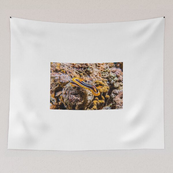 Item preview, Sea slug in the Red Sea Colorful and beautiful, Eilat Israel designed and sold by yeshayad.