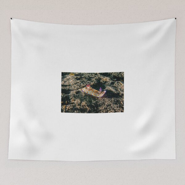 Item preview, Sea slug in the Red Sea Colorful and beautiful, Eilat Israel designed and sold by yeshayad.
