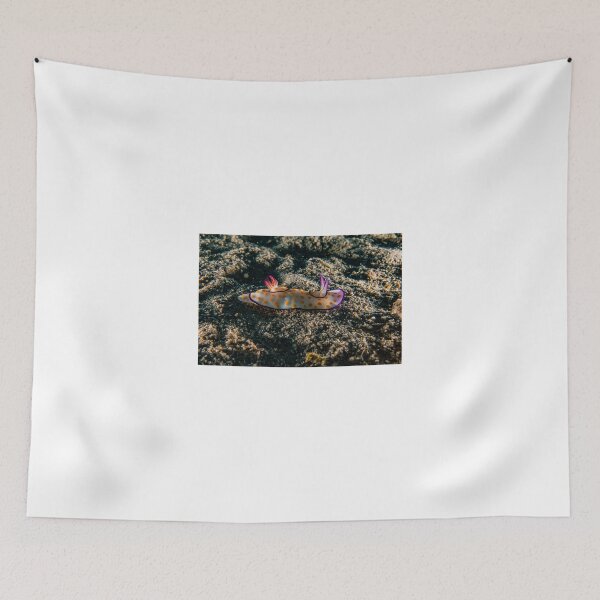 Item preview, Sea slug in the Red Sea Colorful and beautiful, Eilat Israel designed and sold by yeshayad.