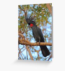 Palm Cockatoo Greeting Card
