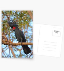 Palm Cockatoo Postcards