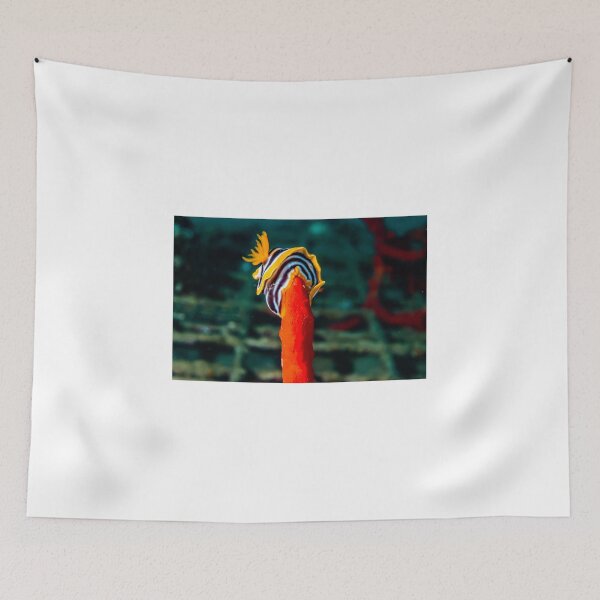Item preview, Sea slug in the Red Sea Colorful and beautiful, Eilat Israel designed and sold by yeshayad.