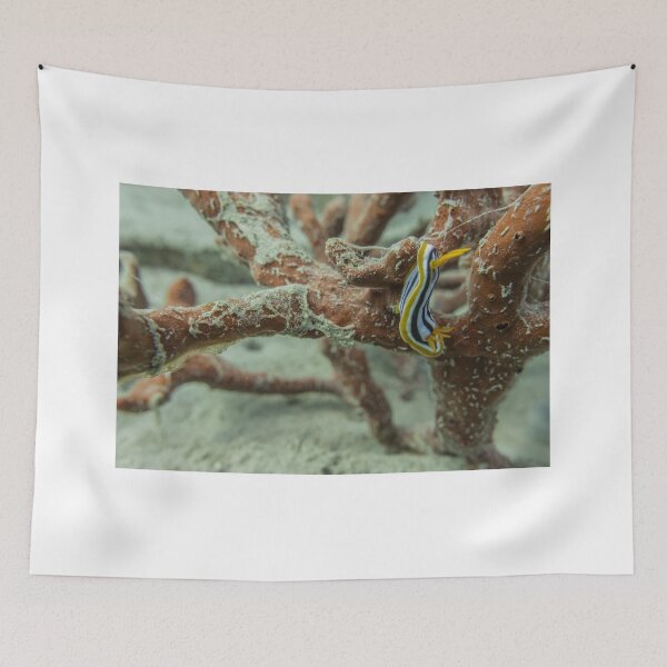 Item preview, Sea slug in the Red Sea Colorful and beautiful, Eilat Israel designed and sold by yeshayad.