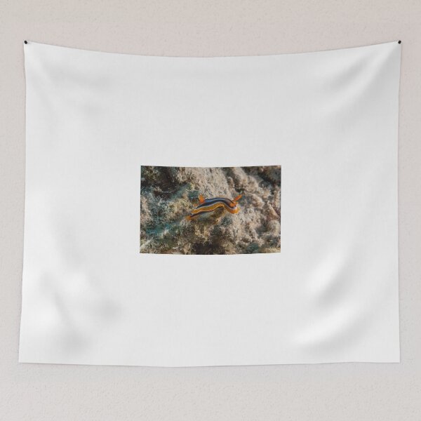 Item preview, Sea slug in the Red Sea Colorful and beautiful, Eilat Israel designed and sold by yeshayad.