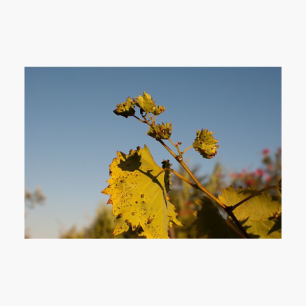 Artikelvorschau, vine leaf entworfen und verkauft von Antonio Paliotta.