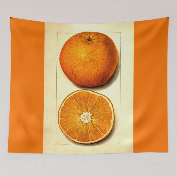 Item preview, Vintage Botanical Navel Orange Watercolor Fruit Painting designed and sold by Glimmersmith.